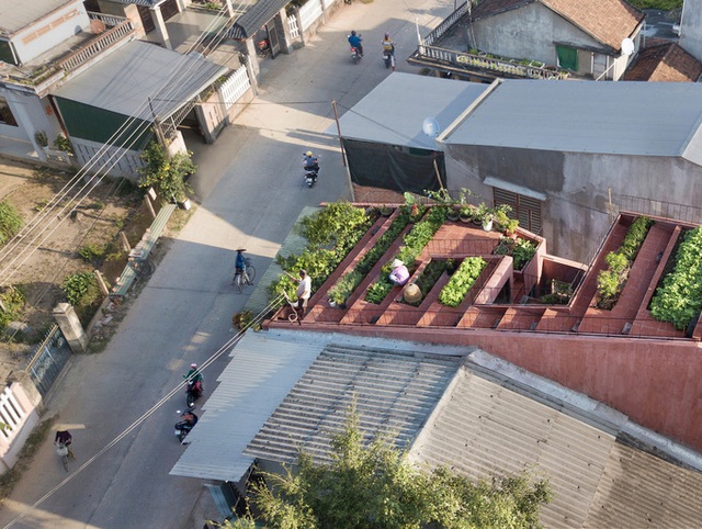 7 bậc thang trồng rau trên mái nhà Quảng Ngãi  - Ảnh 3.