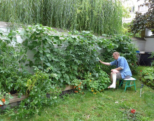 Tận dụng mảnh đất nhỏ sau nhà, người đàn ông đảm đang dù chân đi phải chống nạng vẫn trồng đủ loại rau quả sạch cho cả nhà thưởng thức - Ảnh 1.