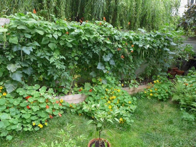 Tận dụng mảnh đất nhỏ sau nhà, người đàn ông đảm đang dù chân đi phải chống nạng vẫn trồng đủ loại rau quả sạch cho cả nhà thưởng thức - Ảnh 10.