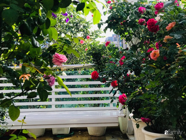 Ngày 20/11 ghé thăm vườn hồng trên sân thượng khoe sắc rực rỡ của cô giáo dạy nhạc xứ Thanh - Ảnh 14.