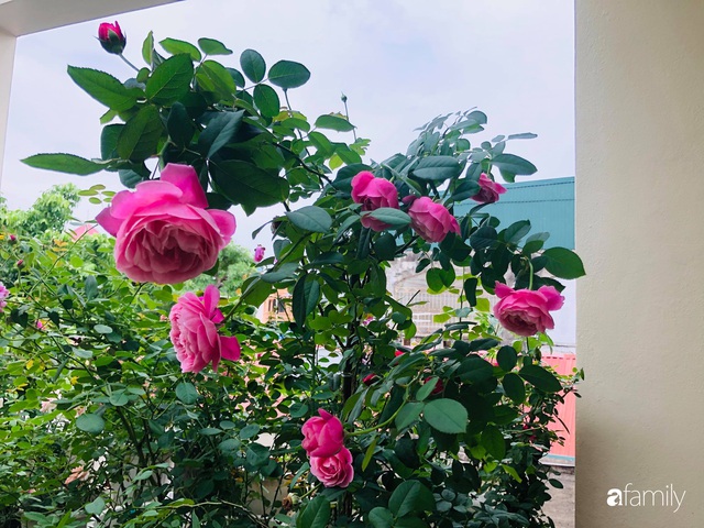 Ngày 20/11 ghé thăm vườn hồng trên sân thượng khoe sắc rực rỡ của cô giáo dạy nhạc xứ Thanh - Ảnh 20.