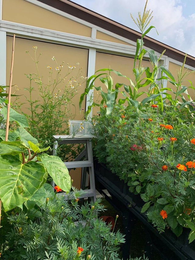 Cô gái trẻ biến sân thượng 20m² thành khu vườn hữu cơ trồng không thiếu thứ gì  - Ảnh 13.