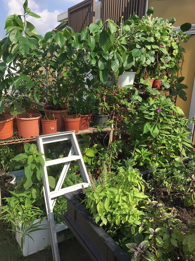 Cô gái trẻ biến sân thượng 20m² thành khu vườn hữu cơ trồng không thiếu thứ gì  - Ảnh 3.