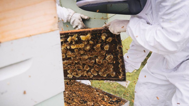 Lọ mật ong bé tý giá 40 triệu đồng được làm từ loại ong gì? - Ảnh 3.