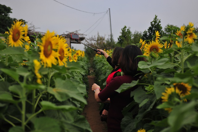 Những vườn hoa hướng dương đang nở rộ lại trở thành điểm check in mới của các chị em ở Hà Nội - Ảnh 6.