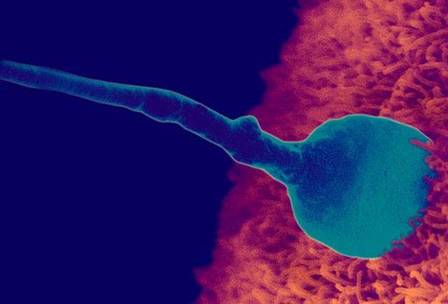 Tiến trình trứng gặp tinh trùng thụ thai - Ảnh 4.