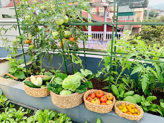 Sân thượng 50m² với rau xanh và quả ngọt đẹp như tranh vẽ của gia đình 4 người ở Sơn La - Ảnh 5.