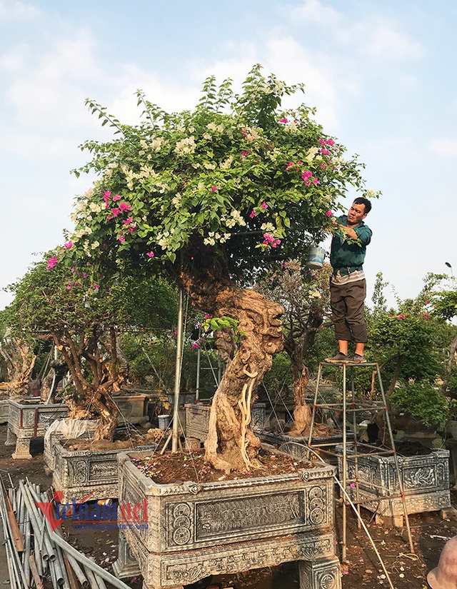 600 triệu một gốc hoa giấy ngũ sắc, đại gia xuống tiền chơi Tết - Ảnh 12.