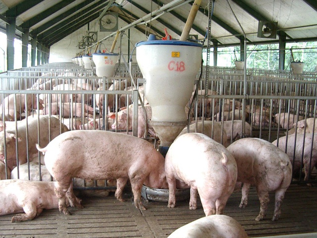 Bộ Công Thương lý giải vì sao giá thịt lợn tới 280.000 đồng một kg - Ảnh 1.