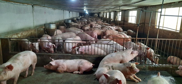 Chủ trại chôn 3.000 lợn bệnh, thương lái thiếu lợn bán dù giá cao - Ảnh 1.