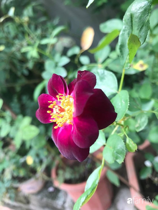 Khu vườn hoa hồng với đủ loại từ nội đến ngoại rộng 100m² ở Quảng Ninh - Ảnh 14.