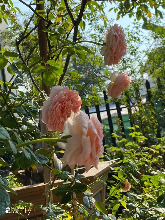 Khu vườn hoa hồng với đủ loại từ nội đến ngoại rộng 100m² ở Quảng Ninh - Ảnh 18.