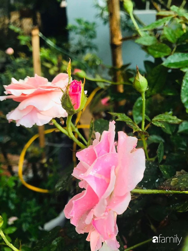 Khu vườn hoa hồng với đủ loại từ nội đến ngoại rộng 100m² ở Quảng Ninh - Ảnh 8.