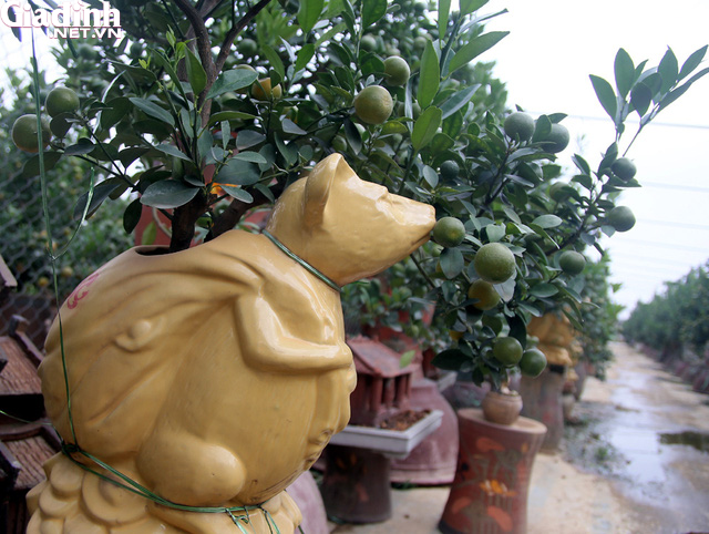 Chuột vàng cõng quất bonsai giá 5 triệu đồng hút khách chơi Tết - Ảnh 4.