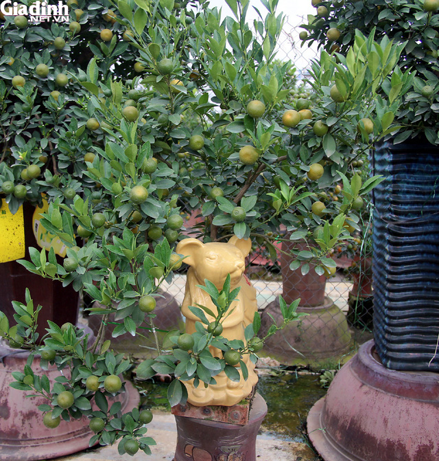 Chuột vàng cõng quất bonsai giá 5 triệu đồng hút khách chơi Tết - Ảnh 6.