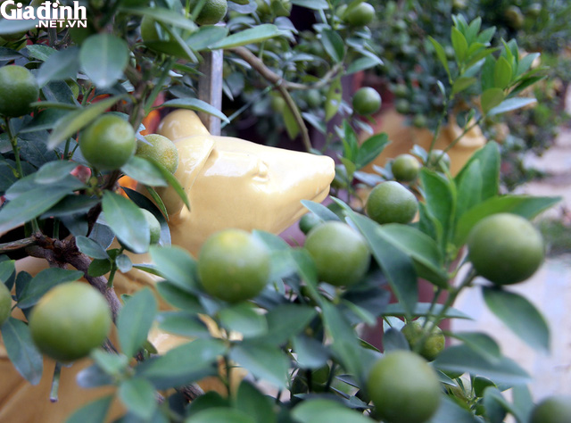 Chuột vàng cõng quất bonsai giá 5 triệu đồng hút khách chơi Tết - Ảnh 8.