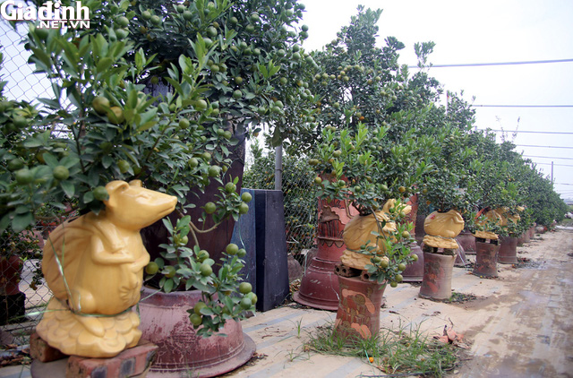Chuột vàng cõng quất bonsai giá 5 triệu đồng hút khách chơi Tết - Ảnh 9.