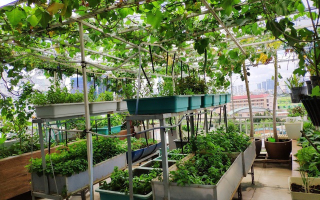 Sân thượng 50m² trồng đủ loại rau sạch và hoa hồng của bà mẹ Hà Nội - Ảnh 2.
