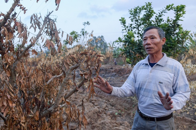 Nông dân Hưng Yên khóc hết nước mắt, nhìn vườn cây ăn quả bị đốt trụi - Ảnh 11.