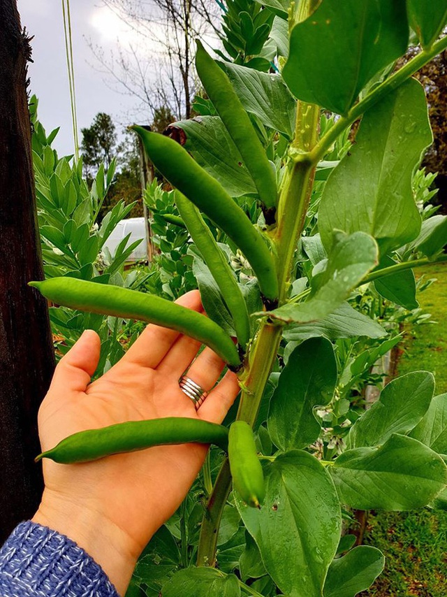 Yêu thích phim Ngôi nhà nhỏ trên thảo nguyên, người phụ nữ quyết dành cả đời để trồng rau, sống gần thiên nhiên - Ảnh 19.