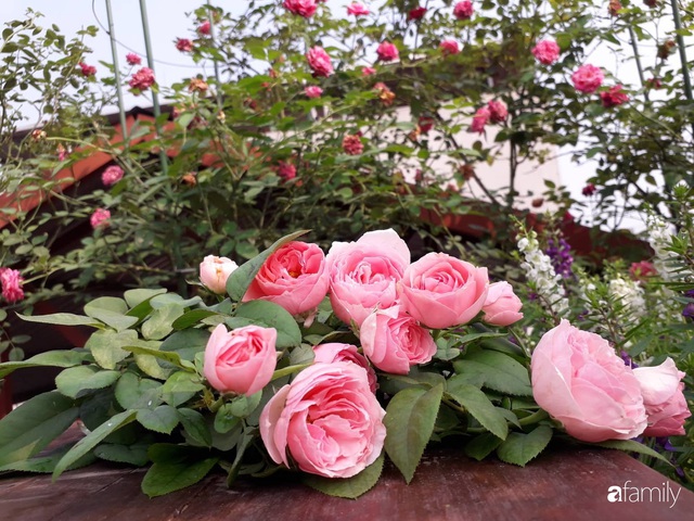Sân thượng 50m² trồng đủ loại rau sạch và hoa hồng của bà mẹ Hà Nội - Ảnh 29.