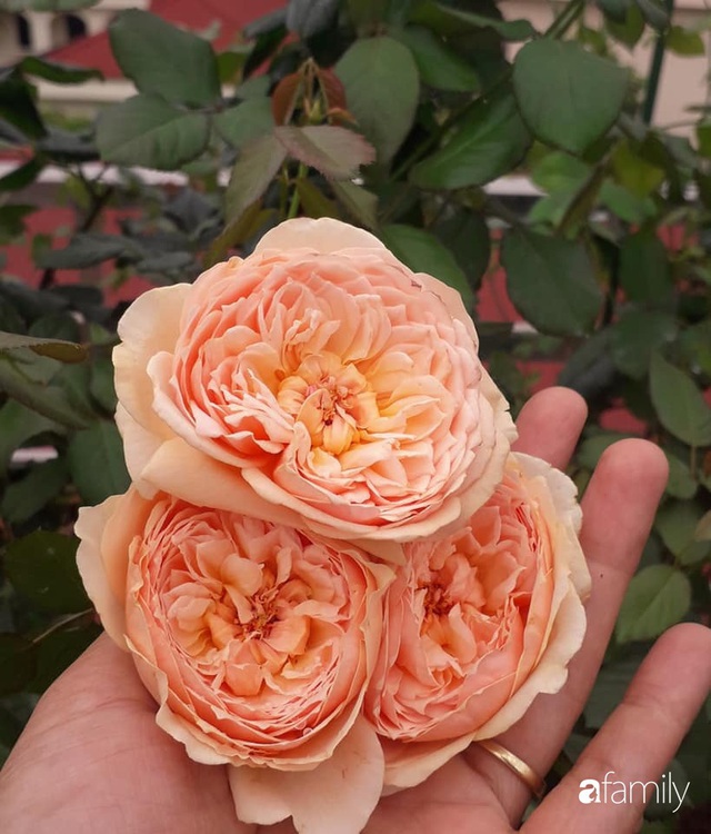 Sân thượng 50m² trồng đủ loại rau sạch và hoa hồng của bà mẹ Hà Nội - Ảnh 38.