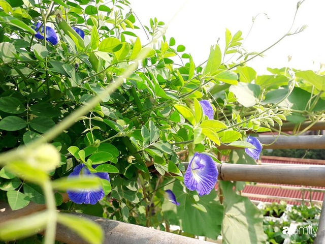 Sân thượng 50m² trồng đủ loại rau sạch và hoa hồng của bà mẹ Hà Nội - Ảnh 7.