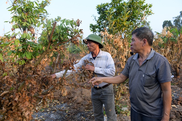 Nông dân Hưng Yên khóc hết nước mắt, nhìn vườn cây ăn quả bị đốt trụi - Ảnh 10.