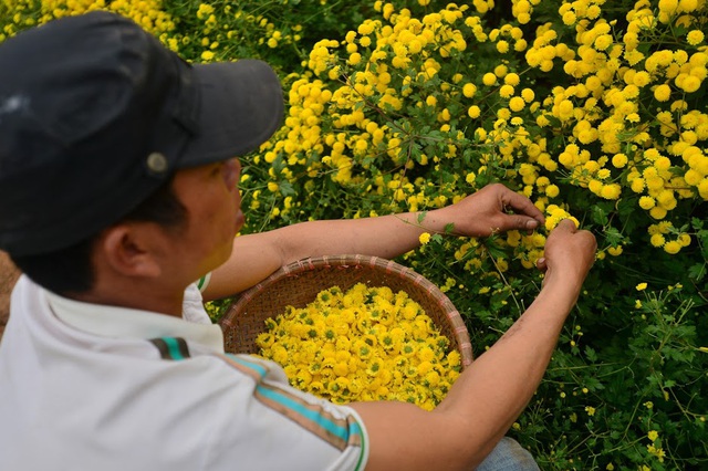 Ngây ngất cánh đồng hoa Cúc tiến vua vàng rực ở ngay gần Thủ đô - Ảnh 5.