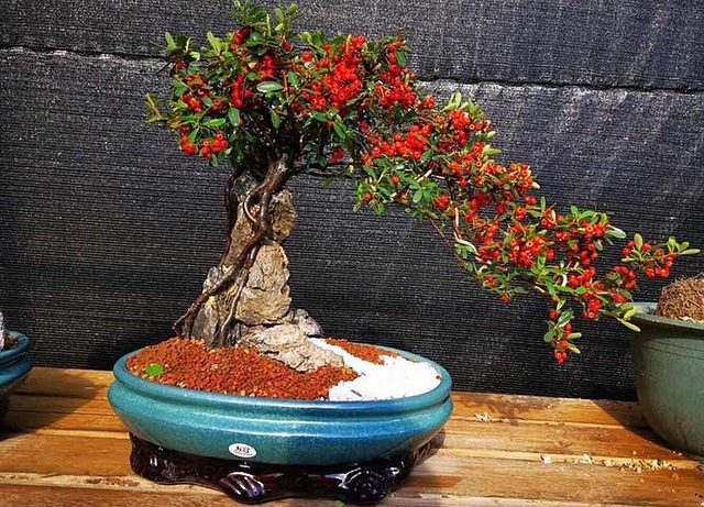 T&aacute;o gai k&yacute; đ&aacute; chỉ b&aacute;n duy nhất v&agrave;o dịp Tết, gi&aacute; chục triệu đồng một c&acirc;y - Ảnh 1.