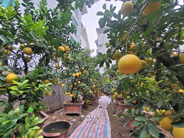 Ngắm vườn bưởi cảnh chơi Tết bạc tỷ ở Hà Nội, 40 triệu đồng/cây 120 quả - Ảnh 5.