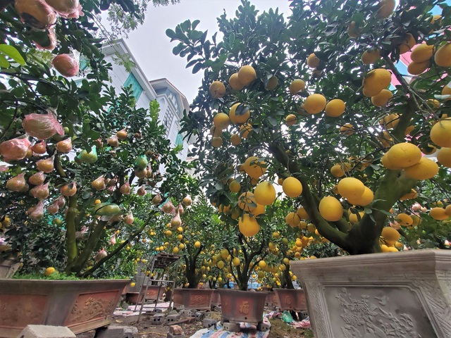 Ngắm vườn bưởi cảnh chơi Tết bạc tỷ ở Hà Nội, 40 triệu đồng/cây 120 quả - Ảnh 8.