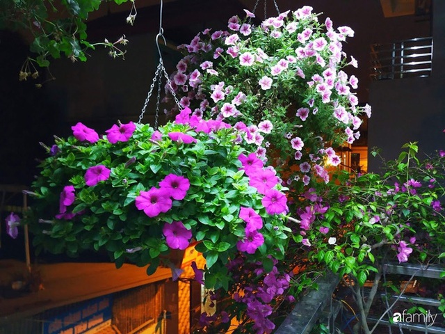 Ngôi nhà 5 tầng đầy hoa thơm phủ kín khắp các ban công của ông bố hai con ở Hà Nội - Ảnh 14.