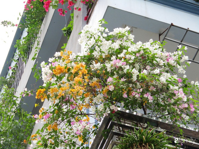 Ngôi nhà 5 tầng đầy hoa thơm phủ kín khắp các ban công của ông bố hai con ở Hà Nội - Ảnh 17.