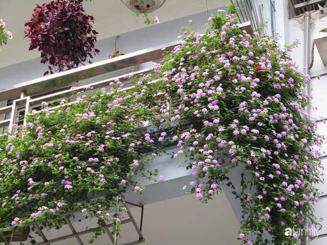 Ngôi nhà 5 tầng đầy hoa thơm phủ kín khắp các ban công của ông bố hai con ở Hà Nội - Ảnh 3.
