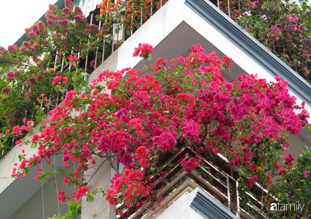 Ngôi nhà 5 tầng đầy hoa thơm phủ kín khắp các ban công của ông bố hai con ở Hà Nội - Ảnh 4.