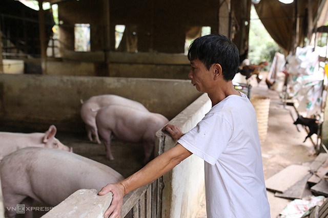 Hộ chăn nuôi không còn lợn bán  - Ảnh 1.