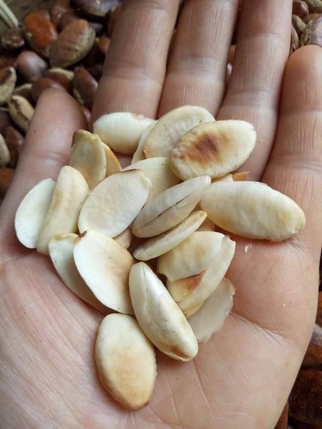 Ăn hạt Kơnia, H&agrave; th&agrave;nh đua nhau mua đồ rừng đ&atilde;i kh&aacute;ch ng&agrave;y Tết - Ảnh 3.