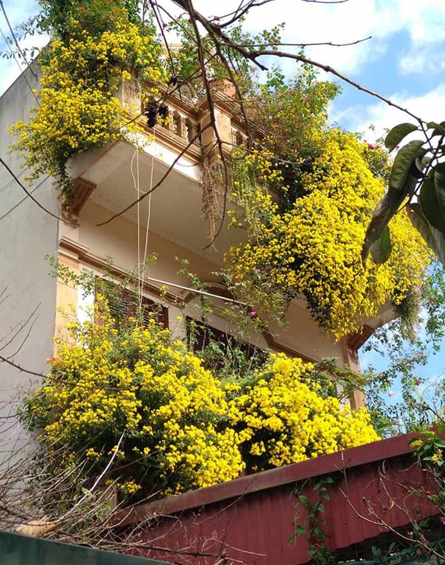 Hoa cúc dài 2 mét, hàng vạn bông rực vàng phủ kín 4 tầng nhà - Ảnh 5.