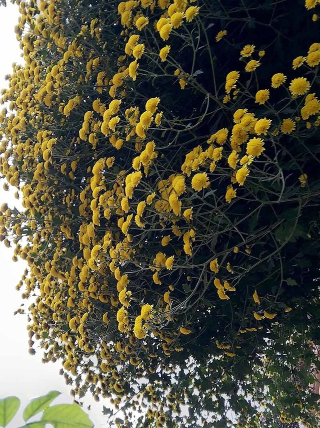 Hoa cúc dài 2 mét, hàng vạn bông rực vàng phủ kín 4 tầng nhà - Ảnh 6.