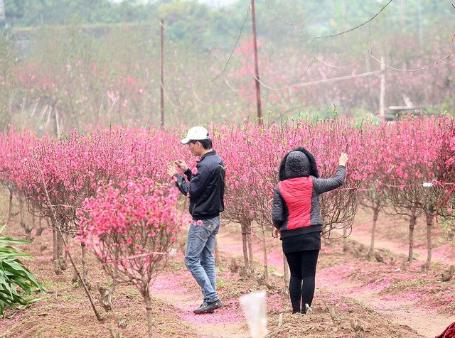 Trong khi đó, nhiều chủ ruộng đào đã phải vặt bớt những bông hoa đã héo, úa trước khi cắt bán cho người dân.