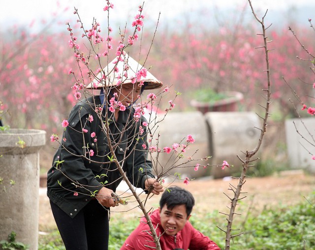 Một số nông dân lại tận dụng để gom đào bó, bán cho những người có nhu cầu cắm lọ thắp hương với giá rẻ.