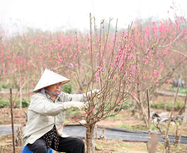 Người nông dân này cho biết, nếu không gặp nắng chắc chắn gia đình đã có thêm khoảng 15 triệu đồng để ăn Tết.