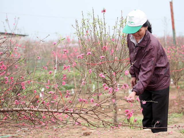 Hoặc đơn thuần là vặt những bông hoa đã nở xong, đang kết quả bỏ đi.