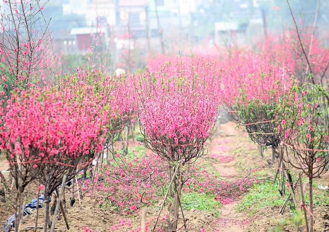 Những cành đào nở bung, đẹp mê hồn nhưng lại không có người mua bởi hoa đã nở hết.