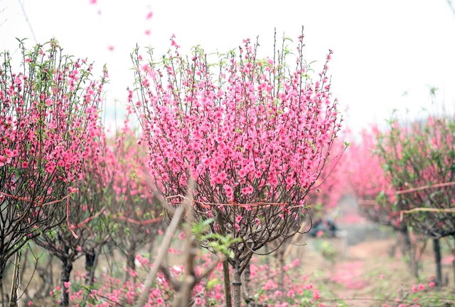 
Nắng nóng khiến nhiều cành đào nở bung, nở không còn bất cứ nụ nào trên thân nên rất ít khách quan tâm.
