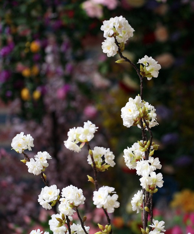 
Thậm chí những cành hoa anh đào đến từ Nhật Bản cũng được các nghệ nhân làm hệt như thật.

