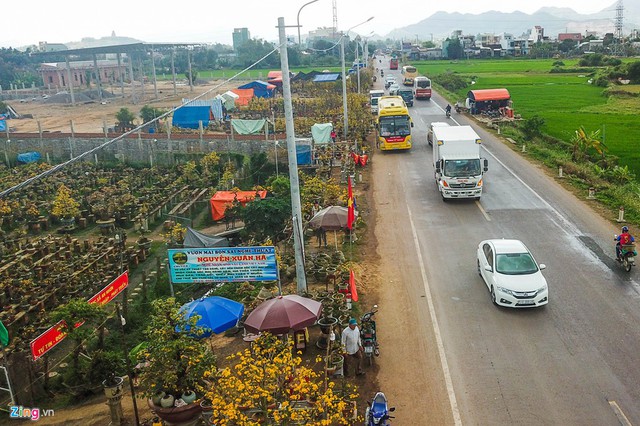 
Hoa mai được bày bán ven quốc lộ đi qua thị xã An Nhơn kéo dài hơn 2 km.
