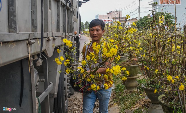 
Dù nhiều gốc mai có hoa nở nhiều nhưng một số tài xế xe tải vẫn chọn mua đưa về quê ở các tỉnh phía Bắc với hy vọng thời tiết lạnh có thể chơi được vài ngày Tết. Lái xe Trần Văn Hải chọn mua cây mai này với giá chỉ 400.000 đồng đưa về Hải Dương vui xuân.
