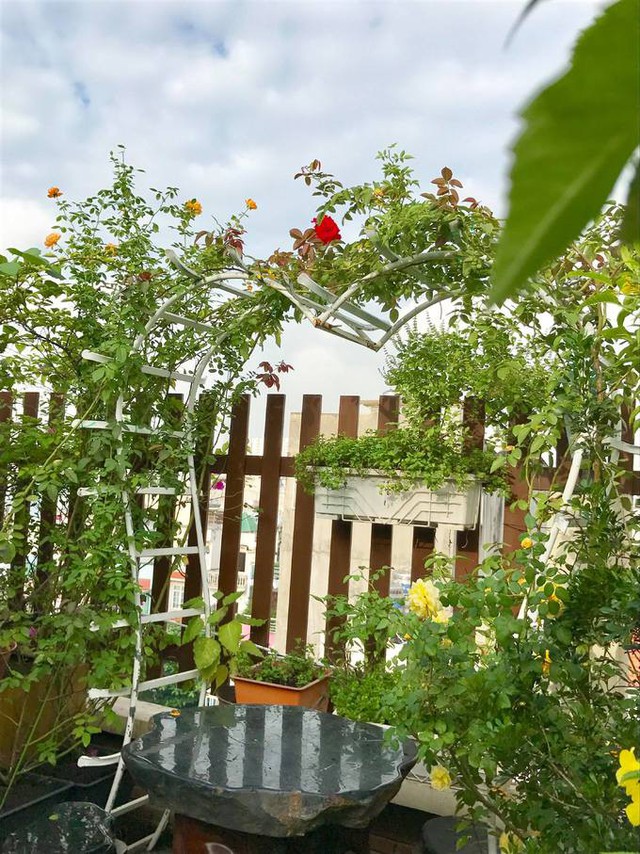 Tìm sự bình yên, thư giãn trong công việc trồng trọt, gần 10 năm nay, chị Nguyễn Thanh Hiền dành nhiều thời gian, tâm huyết để gây dựng khu vườn bốn mùa trên sân thượng diện tích 200 m2. Trong đó, khoảng 30 m2 được chị dùng để trồng hoa và nhiều hơn quả là hoa hồng.